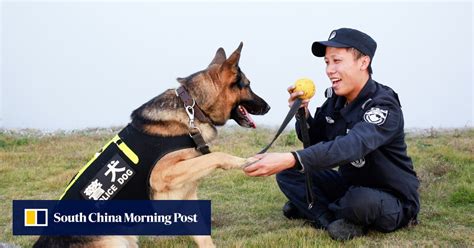 Police academy in China plans to auction off ‘coward’ dogs who failed to qualify for the force ...