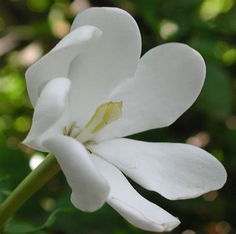 Gardenia thunbergia seeds : Lynwood Garden