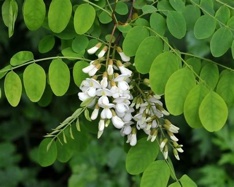 Sagra dei Fiori di Gaggia dal 13 al 15 maggio