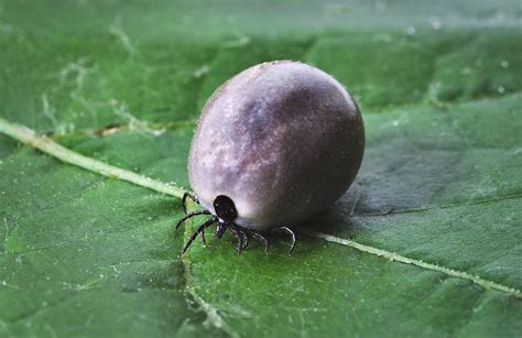 When Is Tick Season in Pennsylvania? What Time is Riskiest?