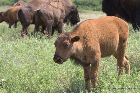 Bison calf, Wichita Mountains National Preserve | Wichita mountains, Mountains, National