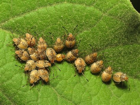 Pentatomid Nymphs | Pentatomidae sp. Mérida, Yucatán, México… | Katja Schulz | Flickr