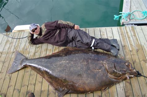 Big Fishes of the World: HALIBUT ATLANTIC (Hippoglossus hippoglossus)