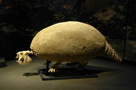 Glyptodon | Dinosaur fossils, Fossils, Dinosaur