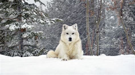 Wolves in Snow Wallpapers - Top Free Wolves in Snow Backgrounds ...