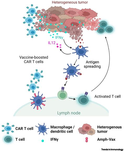 CAR T cells ignite antitumor immunity: Trends in Immunology