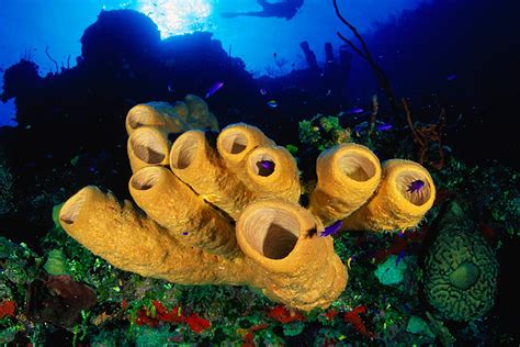 Seven unmissable dive sites in the Cayman Islands - Lonely Planet