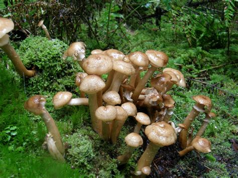 Free Images : forest, moss, green, produce, autumn, brown, fungus, mushrooms, woodland, bolete ...