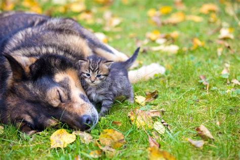 A Big Dog and a Little Kitten Playing Together Outdoors Stock Photo - Image of couple, garden ...