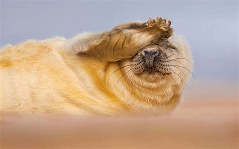 The British Wildlife Photography Awards 2012