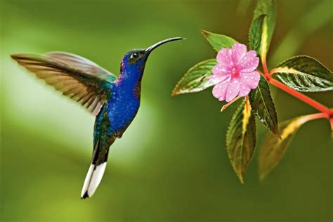 Best Hummingbird Houses - Hummingbirds Plus