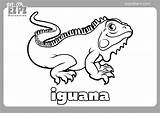 Iguana Coloring Page  Ezpzlearncom sketch template