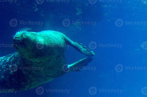 Swimming Sea Lion underwater. 9301680 Stock Photo at Vecteezy