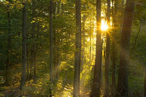 Forest Sunrise Photograph by Alexander Heavner - Fine Art America