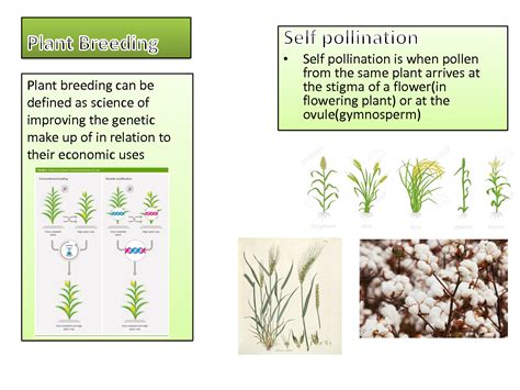 SOLUTION: Plant breeding techniques in self pollinated crops - Studypool