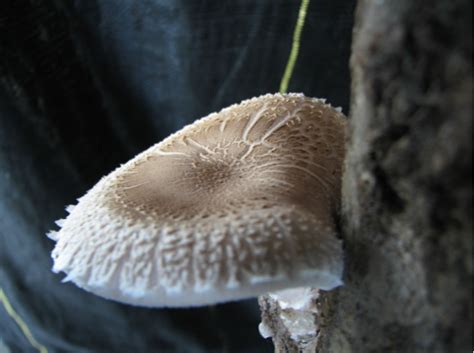 Growing Shiitake Mushrooms on Logs | Gardening in the Panhandle