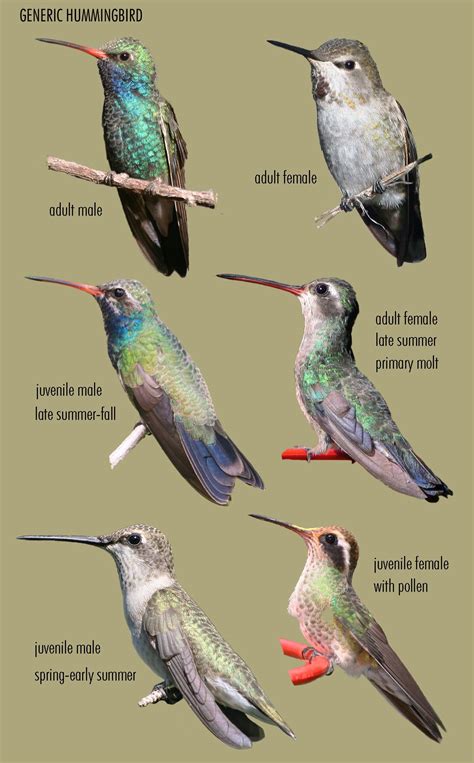 The Gilbert, AZ "Mystery Hummingbird" - Sheri L. Williamson | Backyard ...