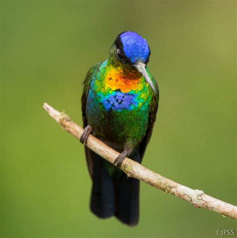 Fiery-throated Hummingbird | Hummingbird, Beautiful birds, Wildlife ...