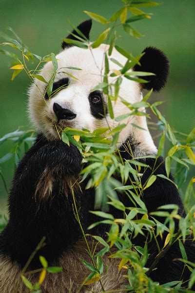 Giant Panda Eating Bamboo Nature Animals, Animals And Pets, Baby Animals, Cute Animals, Panda ...