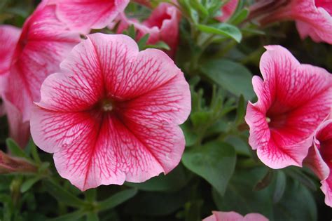 Potunia Hot Pink Petunia - Plant Library - Pahl's Market - Apple Valley, MN