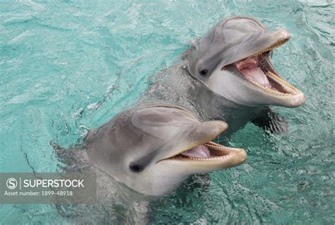 Bottlenose Dolphin Baby