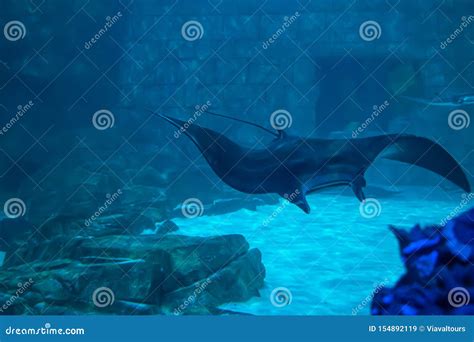 Manta Rays in Aquarium at Seaworld 11 Editorial Stock Image - Image of ...