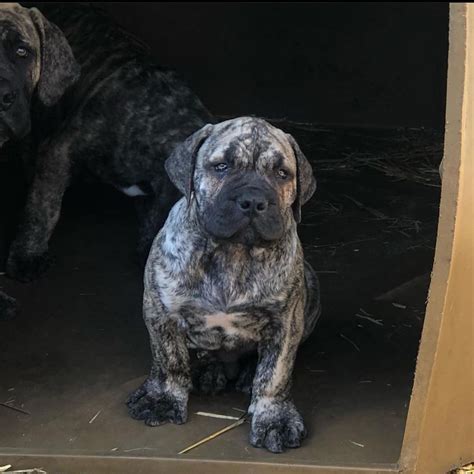 African Boerboel, Brindle, Cane, Puppies, Jersey, Dogs, Beautiful ...