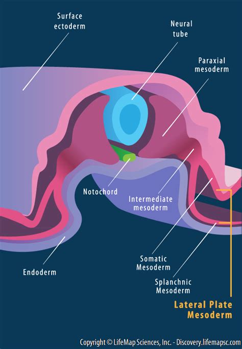 Mesoderm Derivatives infographic - LifeMap Discovery