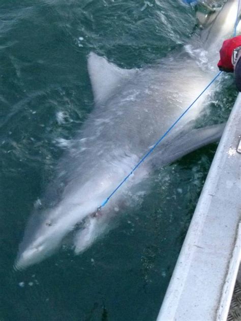 Sydney Harbour is ‘crawling with sharks’ this summer, experts warn, in ...