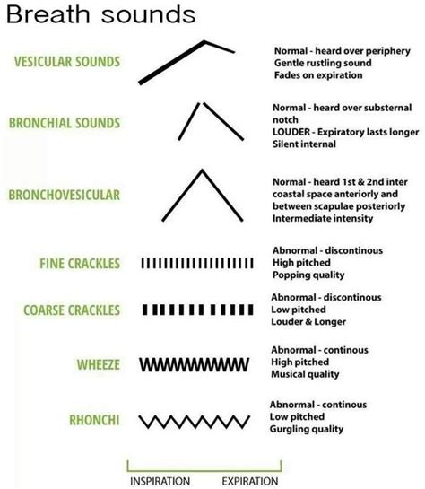 vesicular breath sounds - Google Search | NURSING | Pinterest | Lungs ...