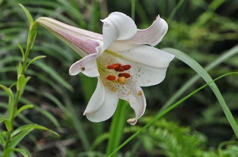 Plant Searcher: Lilium brownii（野百合/淡紫百合 Chinese lily）