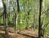 Walk 1 - Woodlands of Three Herefordshire Hills - Ross Walking Festival at Howle Hill event ...