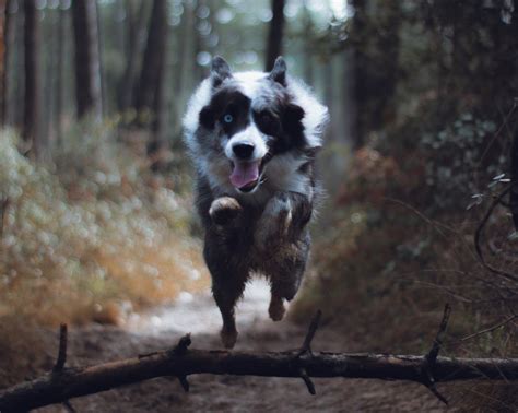 Off-leash training — Noble Woof Dog Training Portland Oregon