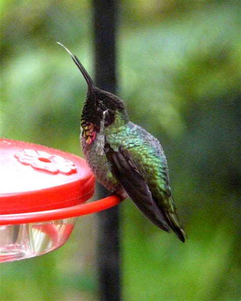 When Birds Get Sick - Bird Canada