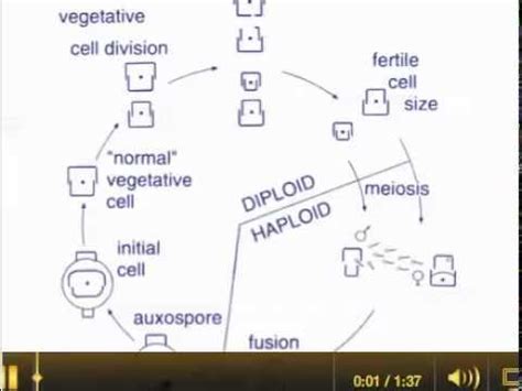 Diatom Life Cycle - YouTube