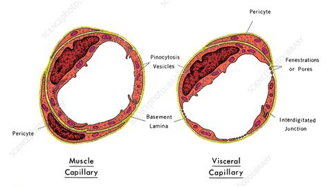 Structures of Capillaries, Illustration - Stock Image C027/7087 - Science Photo Library