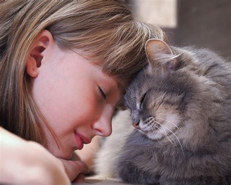 7 Reasons Why Humans & Cats Are A Match Made In Heaven | by Feliway ...