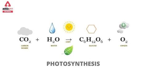 Photosynthesis Equation, Reaction, Diagram, Process