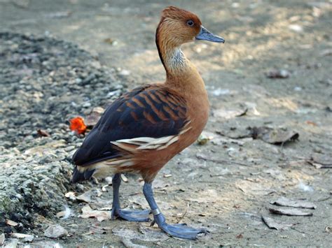 Fulvous Whistling-Duck - Dendrocygna bicolor - NatureWorks