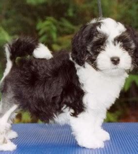 Lowchen (Little Lion Dog) Info, Temperament, Puppies, and Pictures