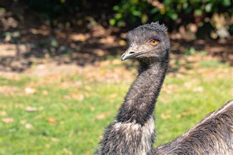 Emu Head and Neck in Close Up, Looking Toward Camera Stock Image ...