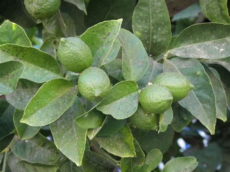 Citrus × limon (L.) Osbeck | Plants of the World Online | Kew Science