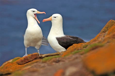 Albatross research suggests conservation methods - Earth.com