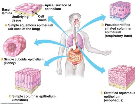 Body para location tissues that line the inside of mouth esophagus and part other surfaces ...