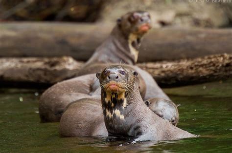 Amazon Rainforest Endangered Animals | Photos & Info | Thinkjungle