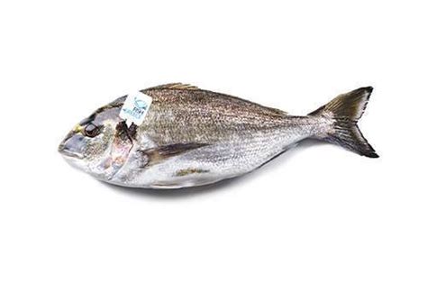 Greek Fish | Fish from Greece