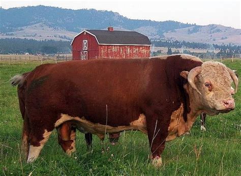 Hereford Beef Cattle | Hereford Cattle Livestock | Hereford cattle ...