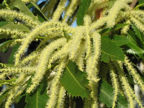 The World´s Tree Species: Sweet Chestnut tree in full bloom