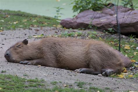 Capybara Images - Download 2,804 Royalty Free Photos - Page 4