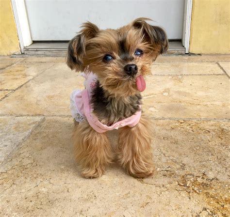 Taters! 💕 | Teacup yorkie, Yorkie, Puppies